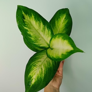Dieffenbachia CAMILLA