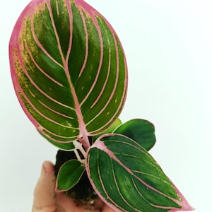 Aglaonema DELICIA DE LOTO