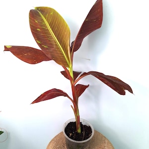 Muse SIAM RUBY