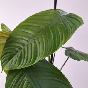 Philodendron PETIT