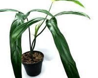 Planta joven de filodendro HOLTONIANUM