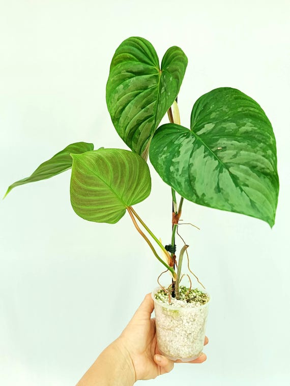 majestic philodendron Philodendron Majestic – Okanoka main image 0