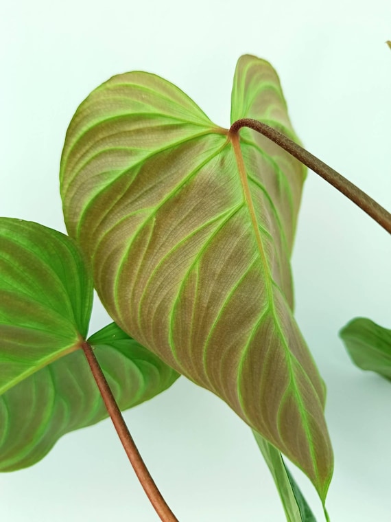 philodendron yucatan princess Alocasia Yucatan Princess Albo Pink main image 1