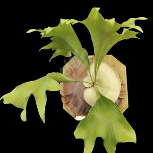 Platycerium ELLISII