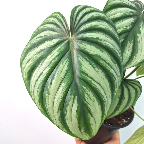 plants wandering jew 50