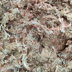 Sphagnummos / Sphagnum