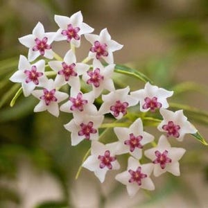 Può includere: Primo piano di un gruppo di fiori di Hoya bianchi con petali a forma di stella e centri magenta scuro. I fiori sono disposti a forma sferica, con foglie verdi sullo sfondo. L'immagine è ben illuminata, evidenziando i delicati dettagli dei fiori.