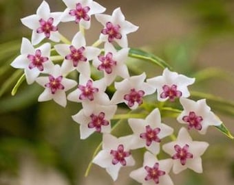 Hoya BELLA Variegata