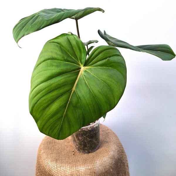 Philodendron McDowell