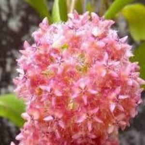 Puede incluir: Primer plano de un grupo de flores rosas con pétalos en forma de estrella. Las flores tienen un aspecto esponjoso y texturizado y están rodeadas de hojas verdes. La imagen es suave y vibrante, mostrando la belleza natural de las flores.