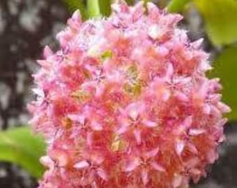 Hoya MINDORENSIS PINK