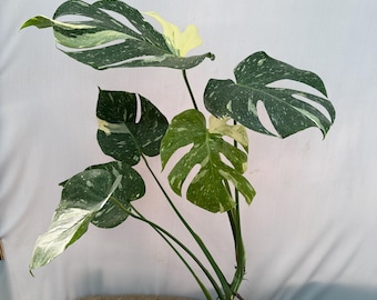 Monstera deliciosa THAI constellation, Exact Plant XL 25.8.2