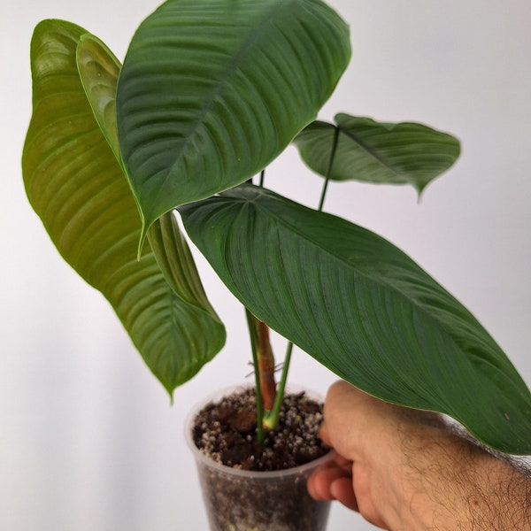 Philodendron SMALL