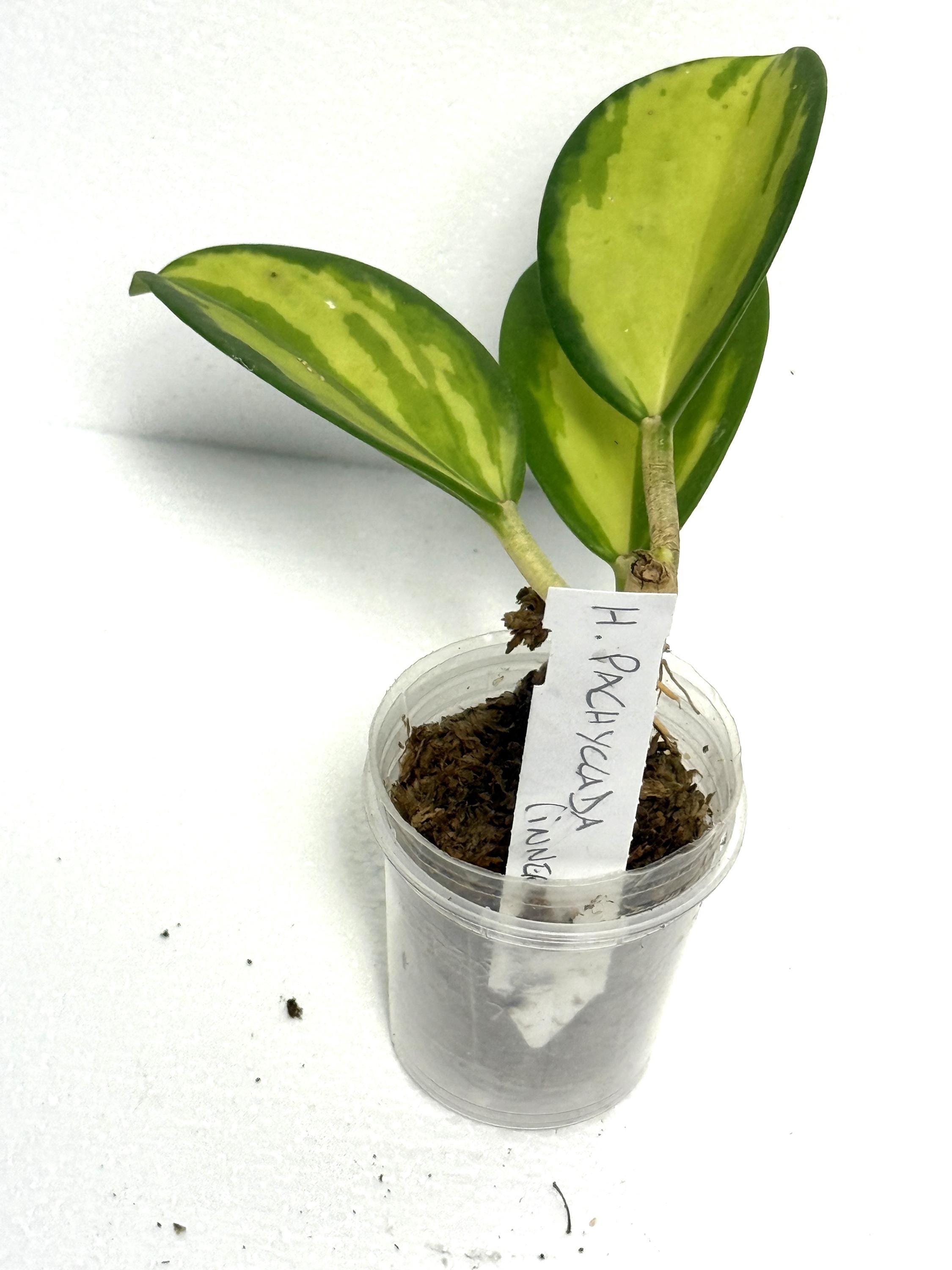 Hoya PACHYCLADA Inner Variegated - Etsy Denmark