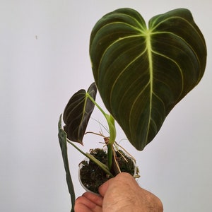 Ensemble de 7 plantes bébés, 7 plantes-7 plantes de plantes rares mélangées SET C image 7