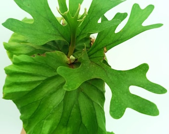 Platycerium Ridleyi