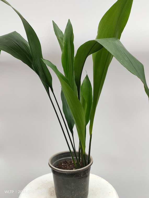 Aspidistra ELATIOR - Gusseisenwerk - Etsy sterreich