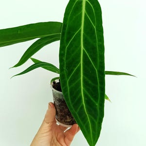 Anthurium WAROCQUEANUM
