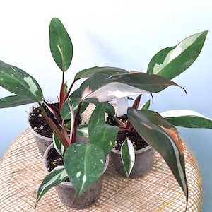 Philodendron RED ANDERSON