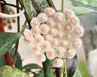T*2様 Hoya carnosa Madara  Angel Hoya Carnosa Madara Snow Angel Variegated - Etsy Portugal