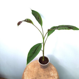 Banane setzlinge - Etsy.de