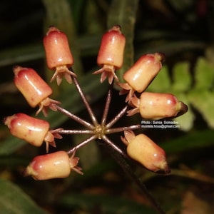 Hoya INSULARIS XXL