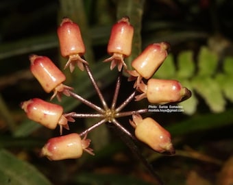 Hoya INSULARIS