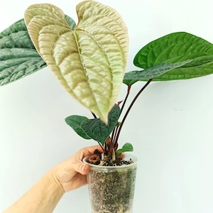 anthurium red flower Buy Wholesale Anthurium Fire Red Tropical Flower in Bulk
