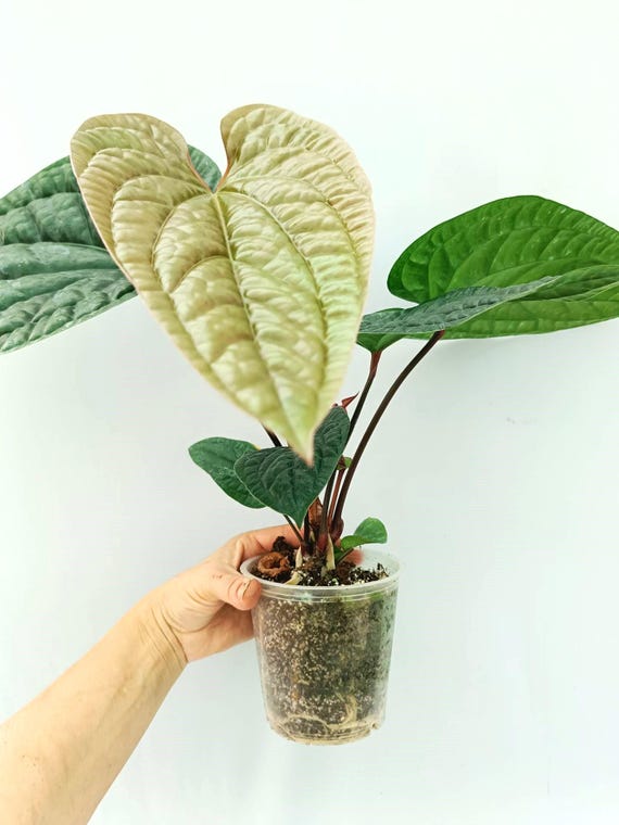 Anthurium LUXURIANS - Etsy Israel