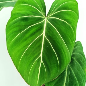 Variegated philodendron gloriosum - Etsy.de
