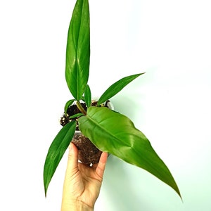 Può includere: Una pianta verde con foglie grandi e appuntite in un vaso di plastica trasparente. La pianta è tenuta da una mano.