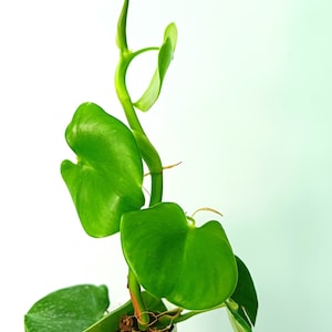 Philodendron GRAZIELAE