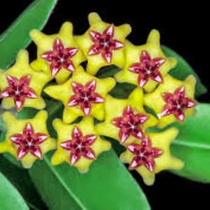 Op de afbeelding: Een tros stervormige Hoya-bloemen met heldergele bloemblaadjes en een dieprood, glanzend hart. De bloemen zijn gerangschikt in een ronde schermvorm, omringd door gladde, dikke, donkergroene bladeren tegen een effen zwarte achtergrond.