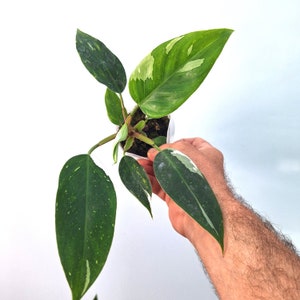 Philodendron WHITE PRINCESS