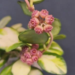 Hoya HEUSCHKELIANA variegata