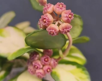 Hoya HEUSCHKELIANA variegata