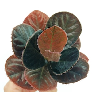 Labisia sp. KALIMANTAN