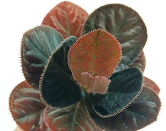 Labisia Sp. KALIMANTAN - Etsy Denmark