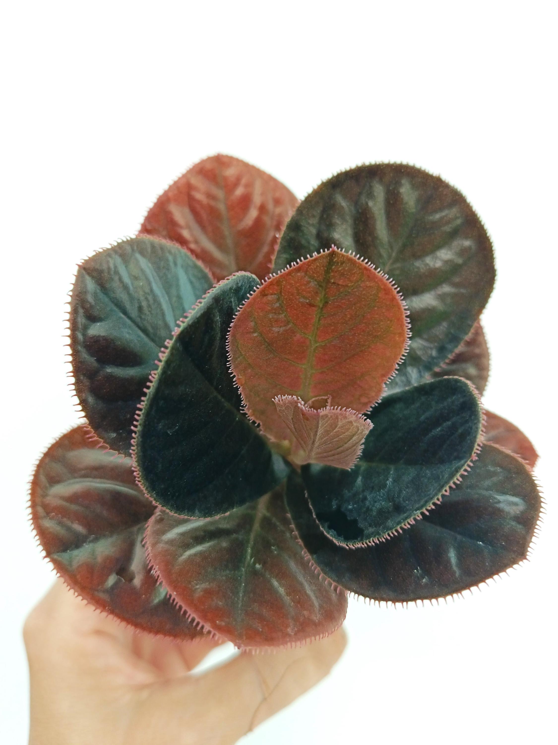 Labisia Sp. KALIMANTAN - Etsy Denmark