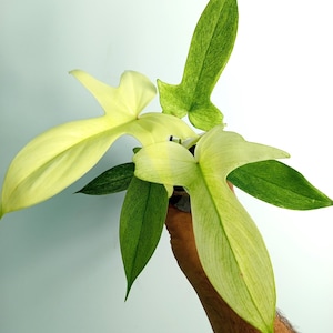 Philodendron Florida GHOST, babyplant