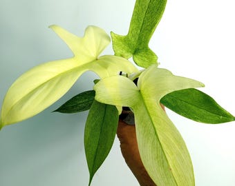 Philodendron Florida Ghost,baby Plant - Etsy Ireland
