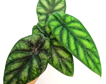 Alocasia Drachenschuppe