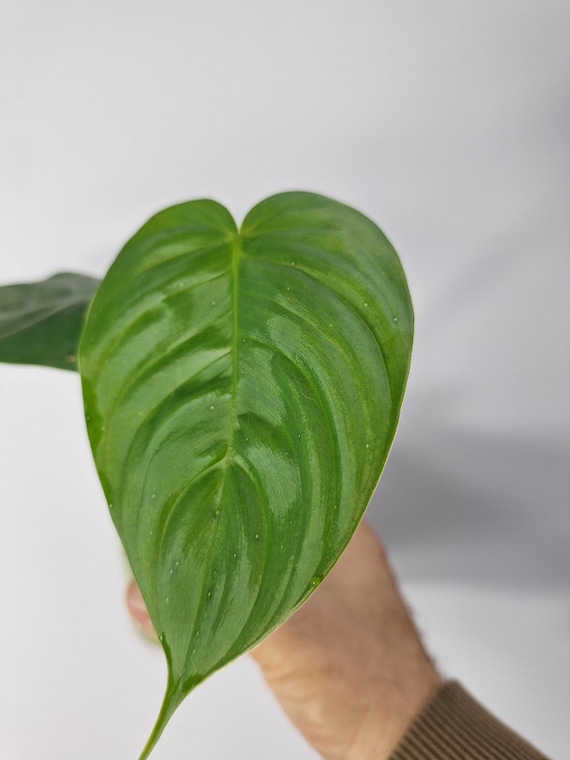 Philodendron Tenue Baby Plant - Etsy Israel