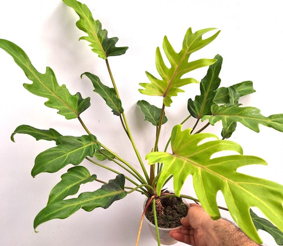 Philodendron Xanadu Dwarf 'variegated' - Etsy Denmark