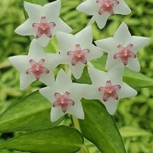 Hoya Bella VARIEGATA LUIS BOIS