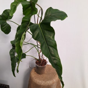 Philodendron 'mexicanum' XXL - Etsy India