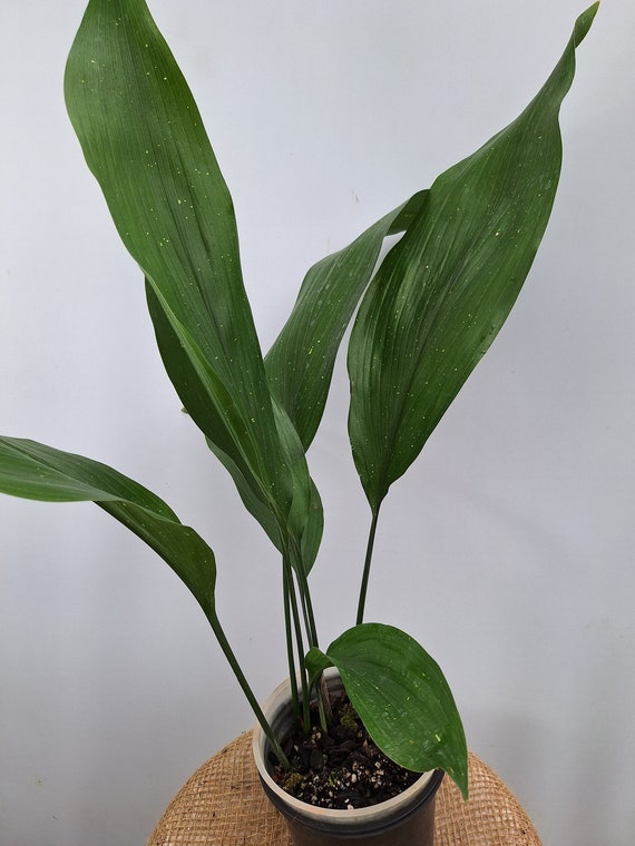 yellow anthurium Anthurium Clarinervium – VI Plant Shop main image 0