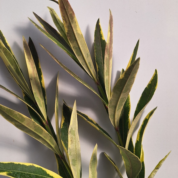 Nerium Oleander 'Splendid' Variegata