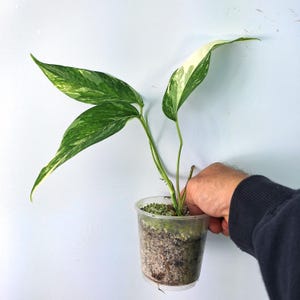 Epipremnum Pinnatum VARIEGATA
