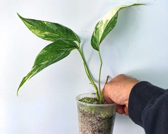 Epipremnum 'hanoman sp. bali' variegata - Etsy.de